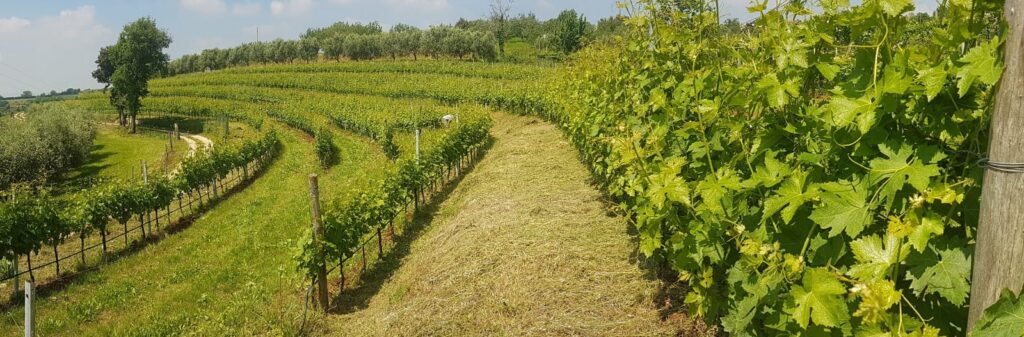 Bonfanti Valpolicella wijngaard